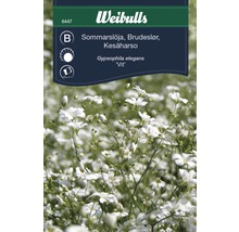 Förpackning sommarslöja frön av märket Weibulls
