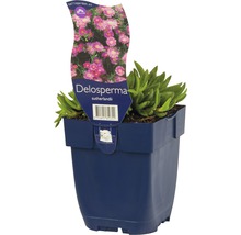Isört FLORASELF Delospermum sutherlandii 5-15cm co 0,5L
