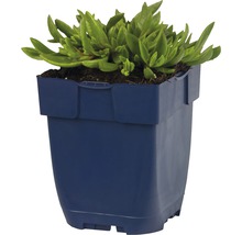 Isört FLORASELF Delospermum sutherlandii 5-15cm co 0,5L