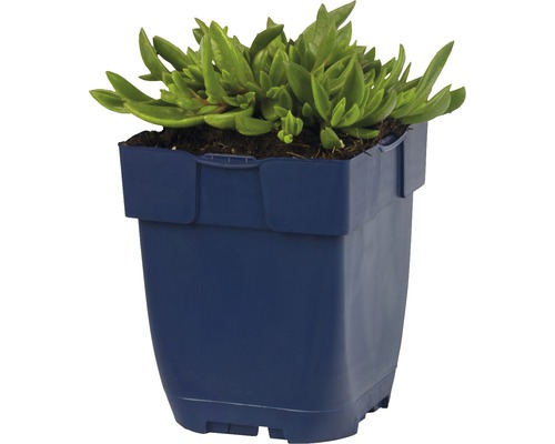 Smörblomma i en planteringslåda