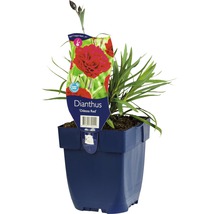 Trädgårdsnejlika FLORASELF Dianthus caryophyllus Odessa Red 5-20cm co 0,5L