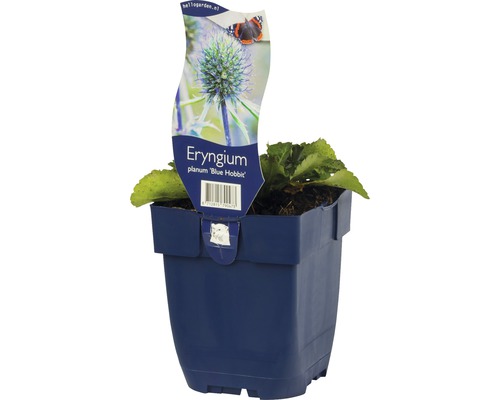 Rysk martorn FLORASELF Eryngium planum 'Blue Hobbit' 5-30cm Co 0,5L