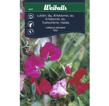 Blomfrö WEIBULLS Luktärt låg mix