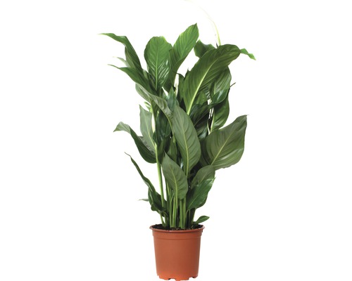 Fredskalla FLORASELF Spathiphyllum wallisii Sweet Silvio 70-80cm Ø17cm