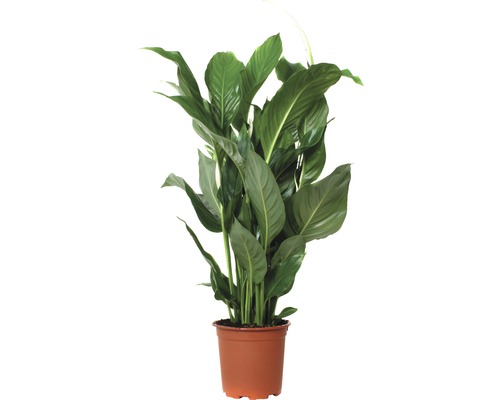 Fredskalla FLORASELF Spathiphyllum wallisii Sweet Silvio 70-80cm krukstorlek Ø17cm