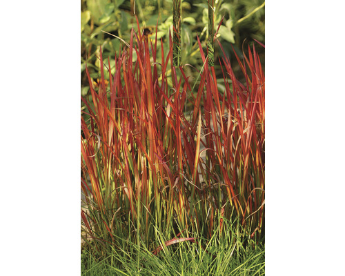Japanskt blodgräs FLORASELF Imperata cylindrica var. koenig Red Baron 10-40cm co 3L