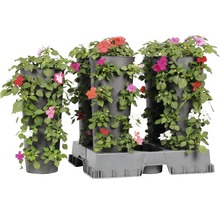 Vägg med sommarblommor Wanderella höjd ca 45-50cm krukmått Ø14cm