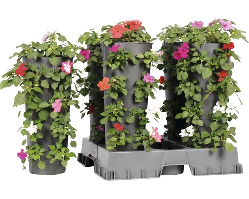 Vägg med sommarblommor Wanderella höjd ca 45-50cm krukmått Ø14cm