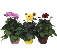 Dahlia FLORASELF Dahlia Temptation Ø17cm blandade sorter