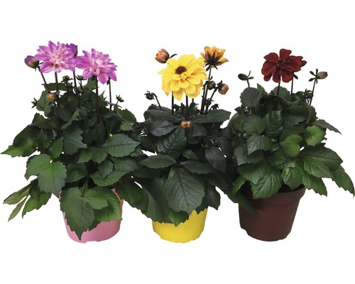 Dahlior i kruka, olika färger