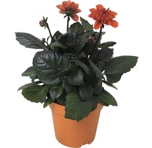 Dahlia FLORASELF Dahlia Temptation Ø17cm blandade sorter