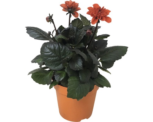 Dahlia i kruka med orange blommor