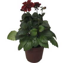 Dahlia FLORASELF Dahlia Temptation Ø17cm blandade sorter