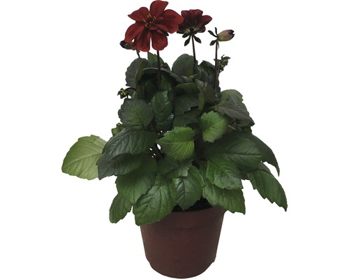 Dahlia i kruka med mörkröda blommor