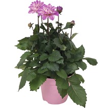 Dahlia FLORASELF Dahlia Temptation Ø17cm blandade sorter