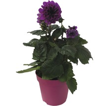 Dahlia FLORASELF Dahlia Temptation Ø17cm blandade sorter