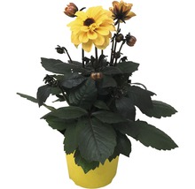 Dahlia FLORASELF Dahlia Temptation Ø17cm blandade sorter