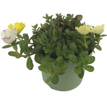 Portlakros i kruka med gröna blad och gula och vita blommor