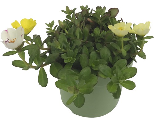 Portlakros i kruka med gröna blad och gula och vita blommor