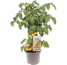 Tomatplanta i kruka med gröna och gula tomater