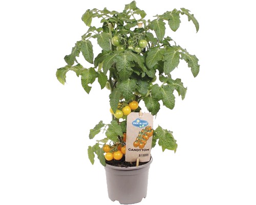 Snackkörsbärstomat FLORASELF Solanum lycopersicum Ø14cm