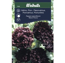 Weibulls Vallmo ''Black Peony''