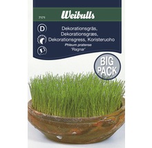 Weibulls Dekorationsgräs ''Ragnar'' Storpack