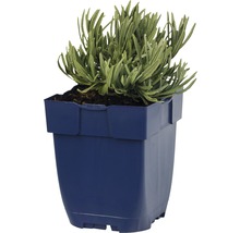 Lavendel i kruka