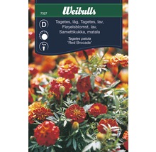 Blomfrö WEIBULLS Tagetes Red Brocade