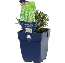 Lavendel Edelweiss i kruka