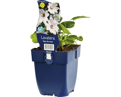 Malva FLORASELF Lavatera-Cultivars Baby Barnsley 5-40cm co 0,5L