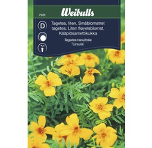 Weibulls Tagetes tenuifolia Ursula fröpaket