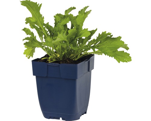 Ung planta i plastkruka