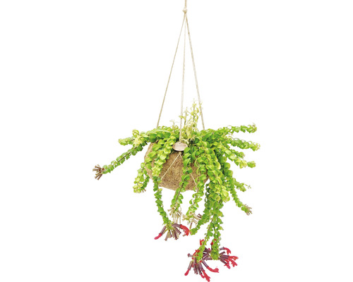 Kokedamaampelset FLORASELF Ampelfackla mix Aeschynanthus i varianter ca 30-40cm krukstorlek Ø17cm