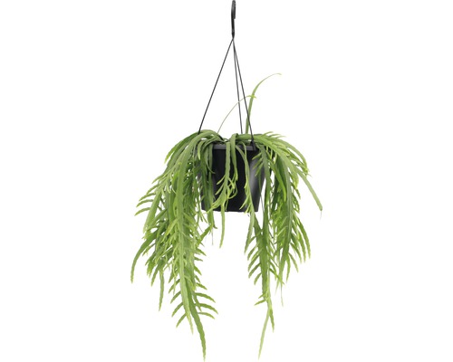 Bladkaktus ampel FLORASELF Lepismium bolivianum i blomampel som set 20-30cm Ø17cm Hängande växt med gröna blad i en svart kruka