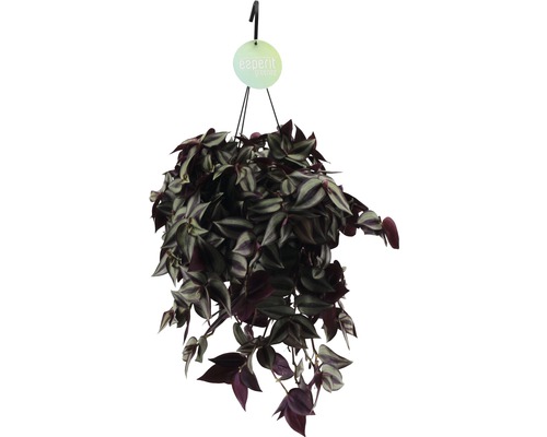 Zebrablad FLORASELF i ampelkruka Tradescantia zebrina 'Violet' 20-25cm Ø17cm Hängande växt med randiga blad i en hängande kruka