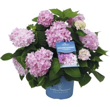 Endless Summer hortensia i kruka med rosa blommor och gröna blad.