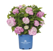 Endless Summer hortensia i kruka med rosa blommor