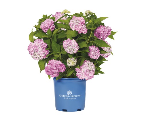 Endless Summer hortensia i kruka med rosa blommor