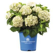 Bollhortensia Endless Summer vit Hydrangea macrophylla 'The Bride' 20-35cm co 5L