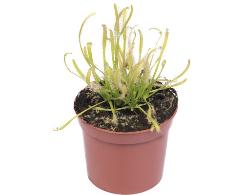 Sileshår FLORASELF Drosera 12-17cm Ø9cm sorterad Sileshår FLORASELF Drosera 12-17cm Ø9cm sorterad