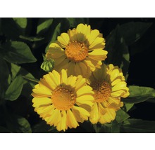 Närbild av ringblommablommor