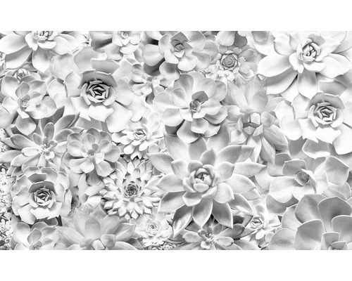 Fototapet KOMAR Pure Shades Black and White floral 4 delar 400x250cm P962-VD4 Närbild av suckulenter som bildar en tät yta