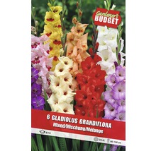 Förpackning med sex blandade Gladiolus Grandiflora blomsterlökar