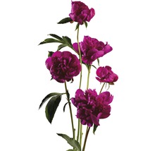 Luktpion FLORASELF Paeonia lacitfolia co 3,5L röd