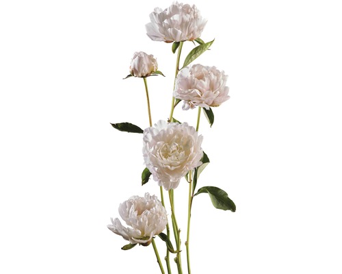 Bukett med pionblommor och blad