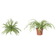 Två grönliljor i krukor