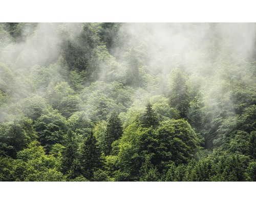Fototapet KOMAR Pure Forest Land skog 4 delar 400x250cm PSH061-VD4