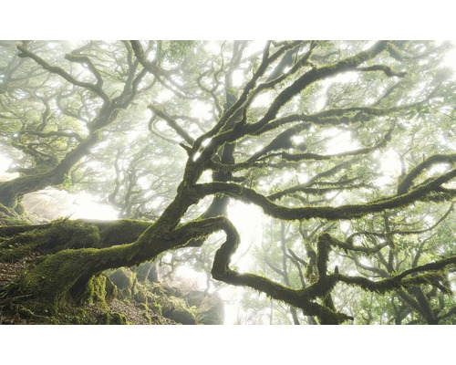Fototapet KOMAR Pure The Forgotten forest skog 4 delar 400x250cm PSH092-VD4 Dimmig skog med mossbeklädda träd