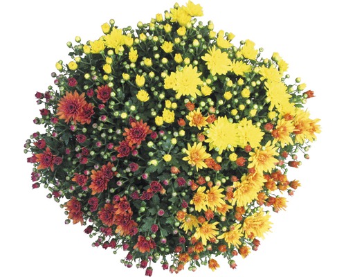 Krysantembuske med flerfärgade blommor